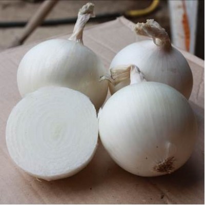 Семена лука Примо Бланко (250 000 семян), Libra Seeds (Erste Zaden)